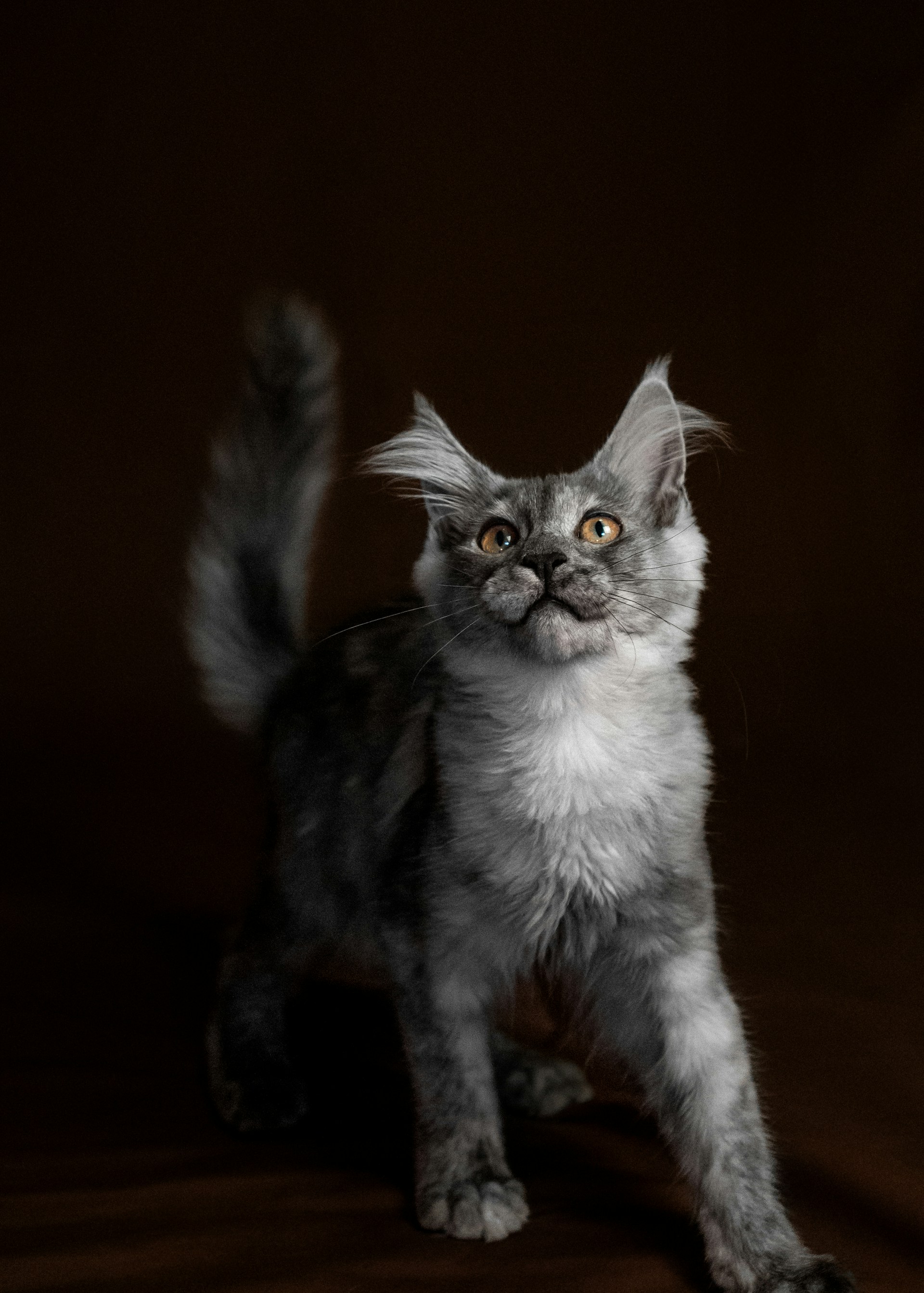 Cat Rasm History